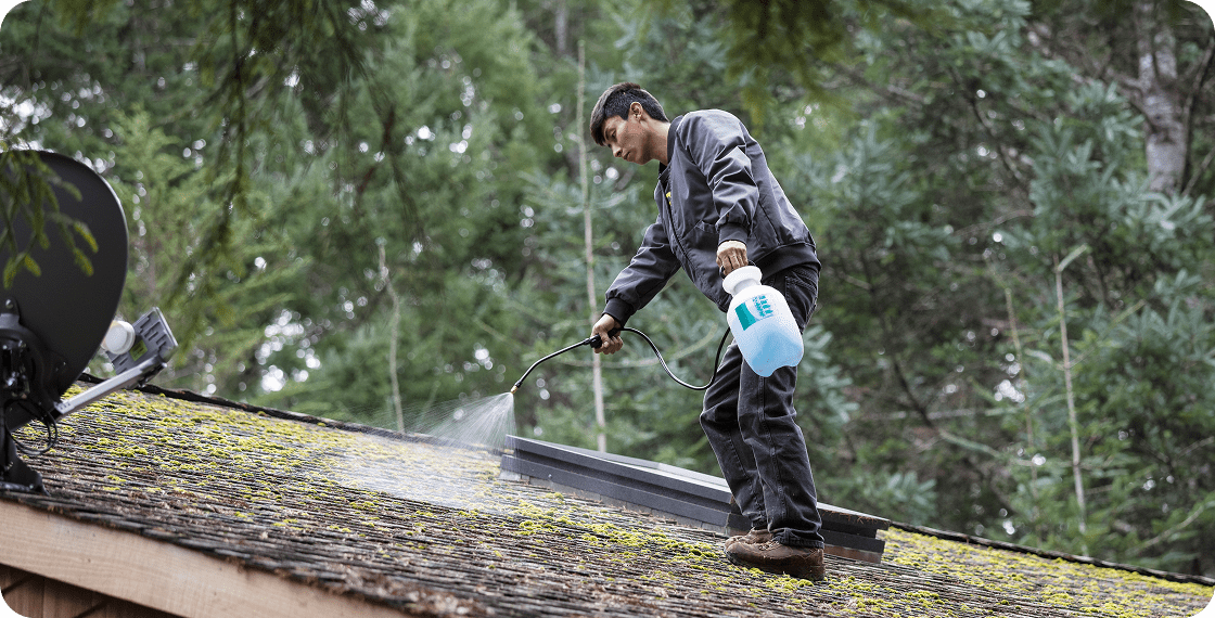Professional contractor treating shingles with a chemical roof cleaning solution.